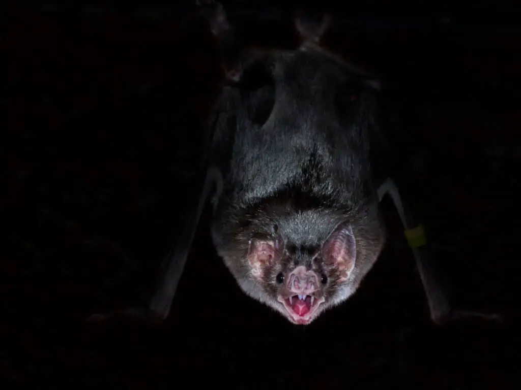 Common vampire bat (Desmodus rotundus) is hanging in the dark