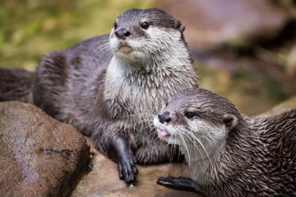 A pair of Otters cuddling and playing