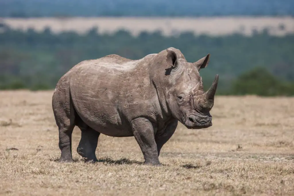 Rhinoceros grazing in the wild. The white rhinoceros or square-lipped rhinoceros is the largest species of rhinoceros with mouth