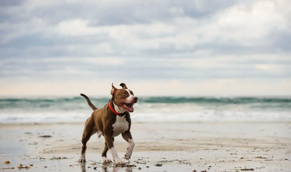 American Pit Bull Terrier running on the ocean beach