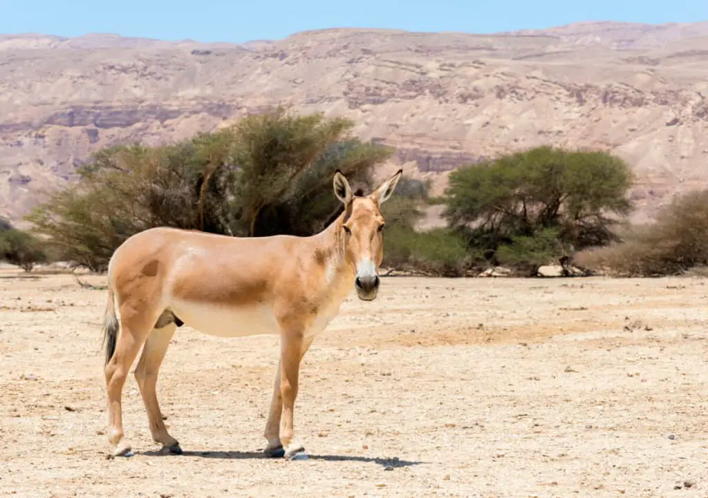 The onager (Equus hemionus) is a brown Asian wild donkey inhabit