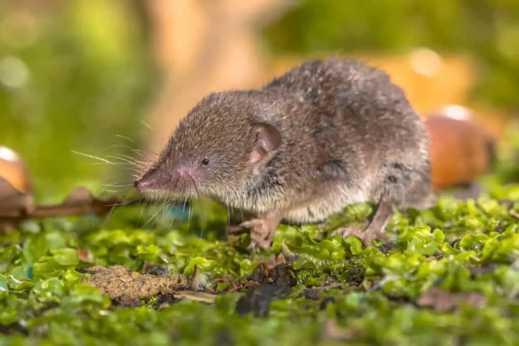 Greater White-toothed shrew (Crocidura russula) walking on green moss on the forest floor