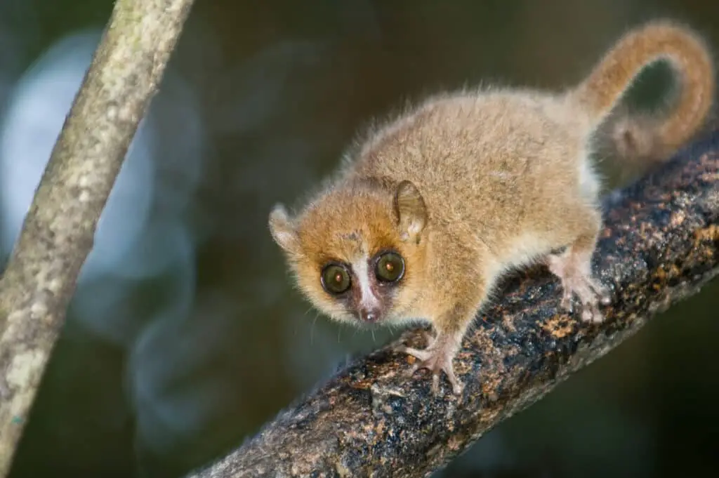 Grey Mouse Lemur (microcebus murinus). Endemic to Madagascar. Ranomafana National Park, Ranomafana, Madagascar