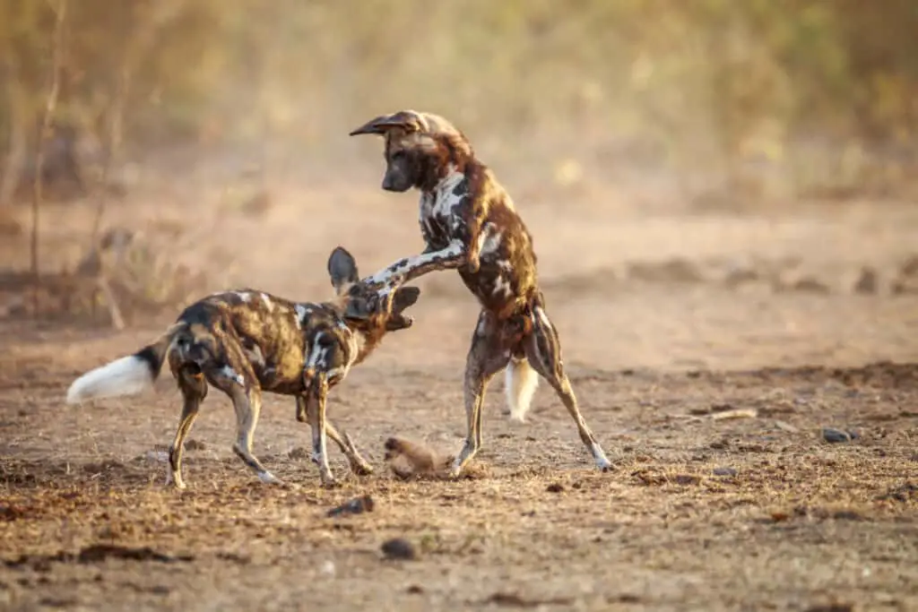 Two playing African wild dogs in the Kruger National Park, South Africa.