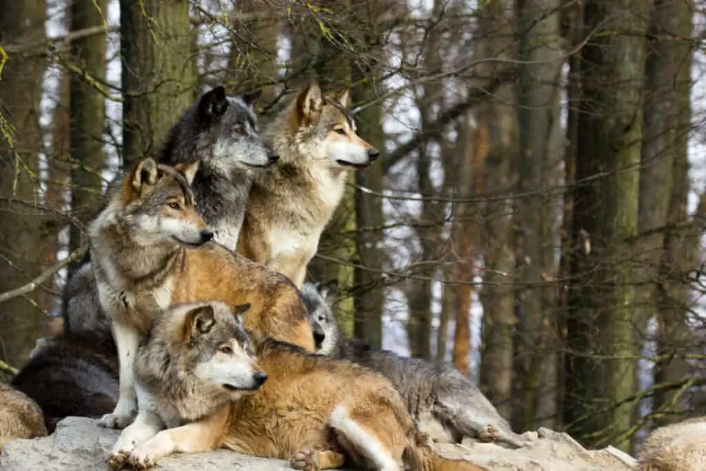 A picture from a pack of wolf sitting on a rock. Ein Bild von einem Wolfsrudel.