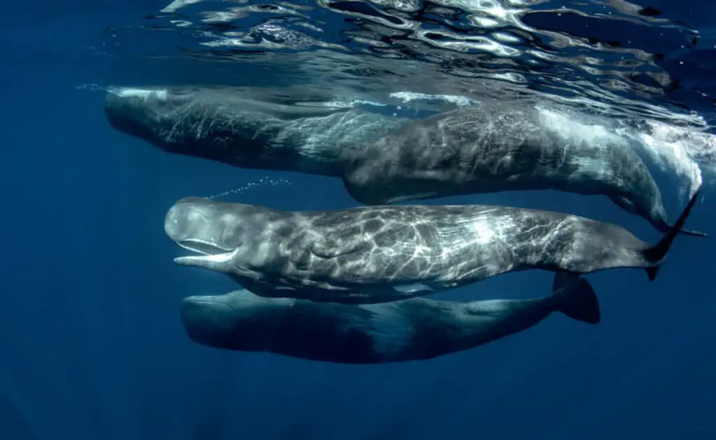 A pod of sperm whales underwater