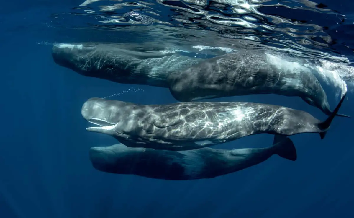 Which Whales Produce Ambergis?
