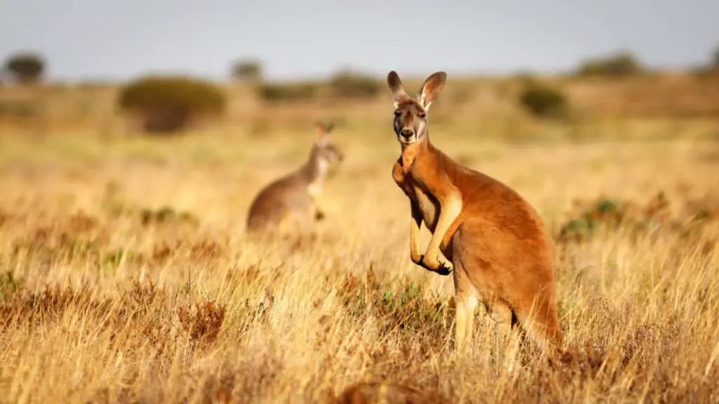 Red Kangaroo, Flinders Ranges NP, SA