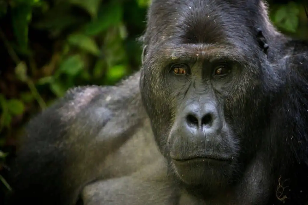eastern lowland gorilla in the darkness of african jungle, face