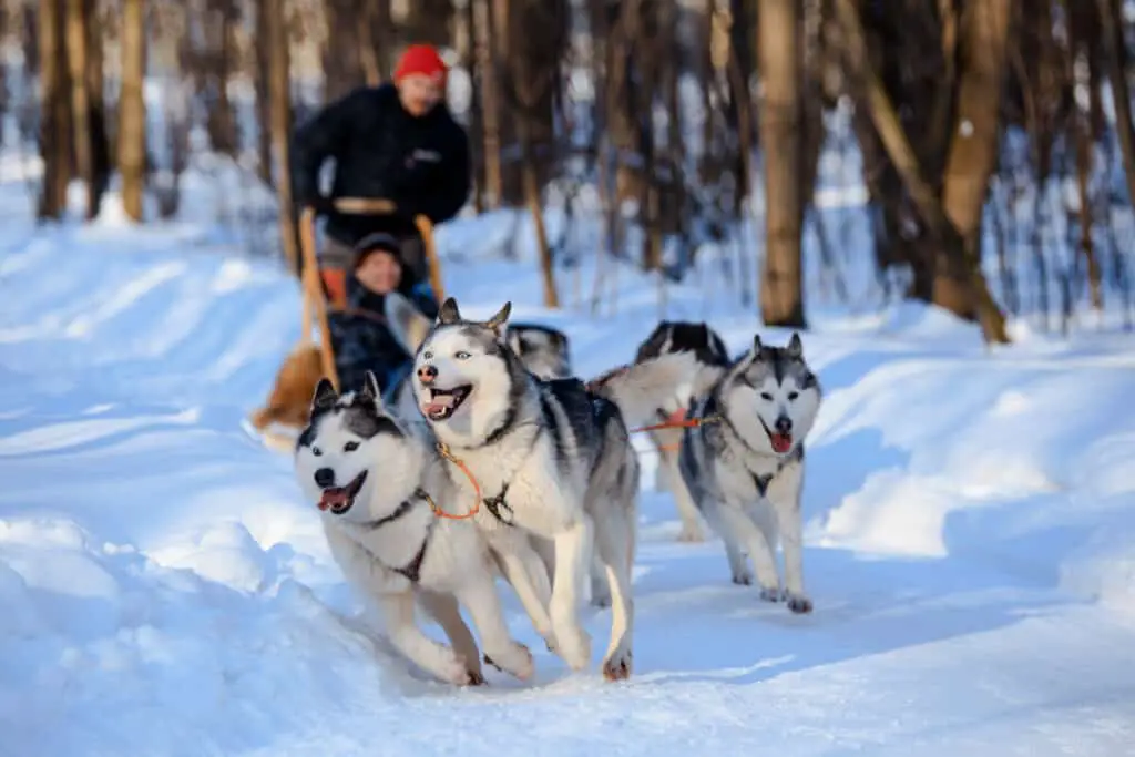Husky dogs are pulling sledge at winter forest in Russian forest