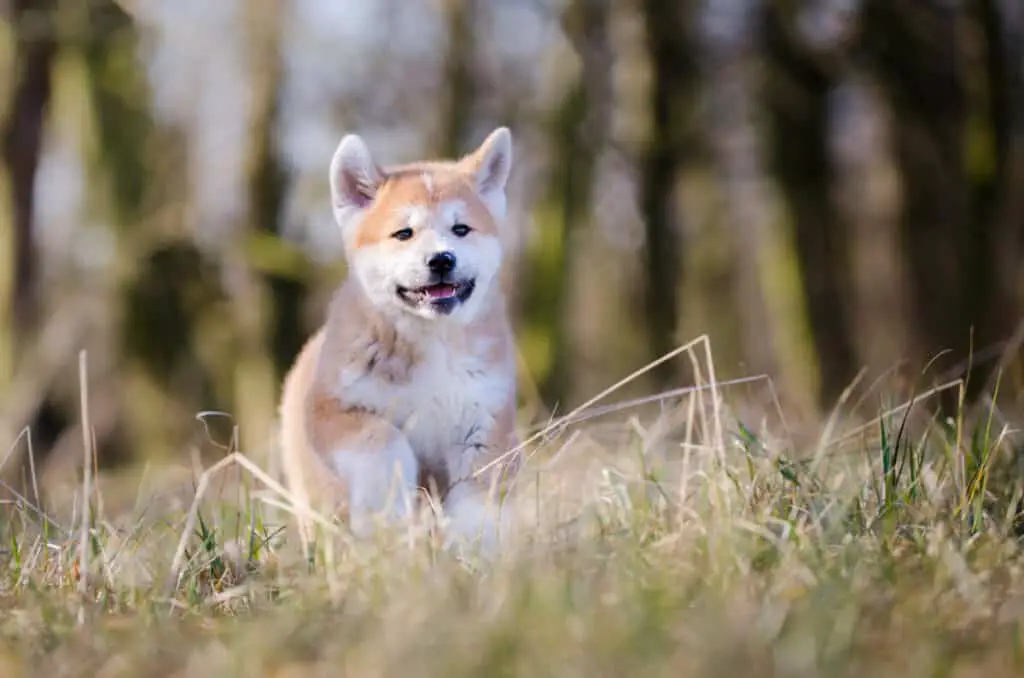 Puppy of akita inu in spring time