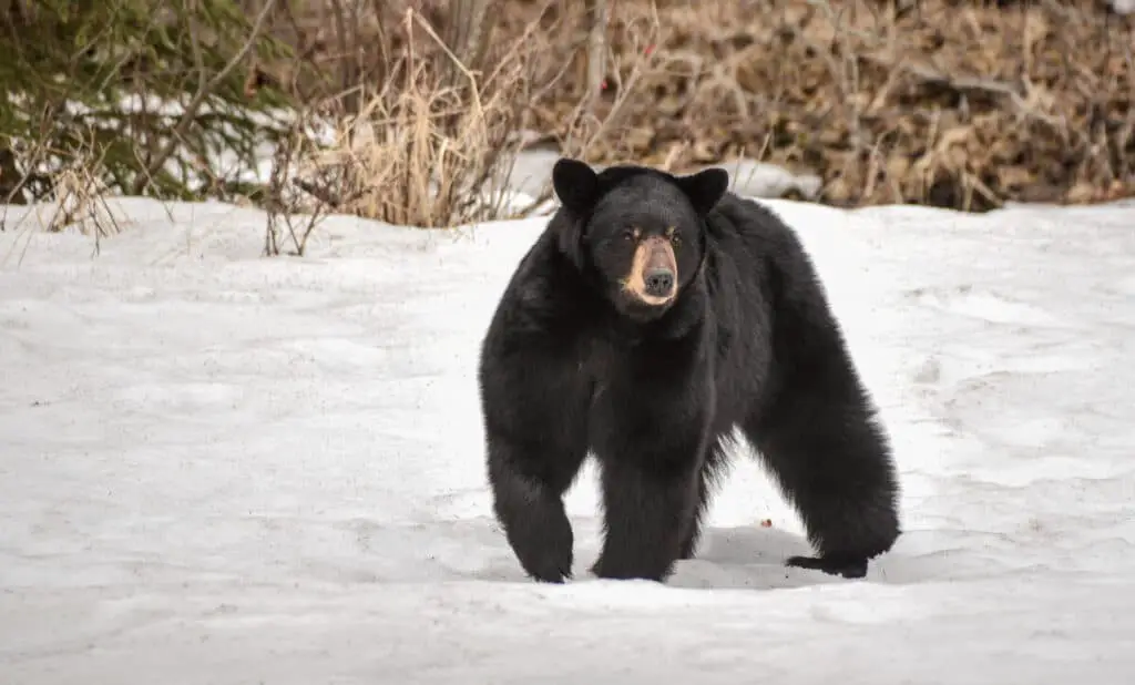 A black bear looks while standing in snow