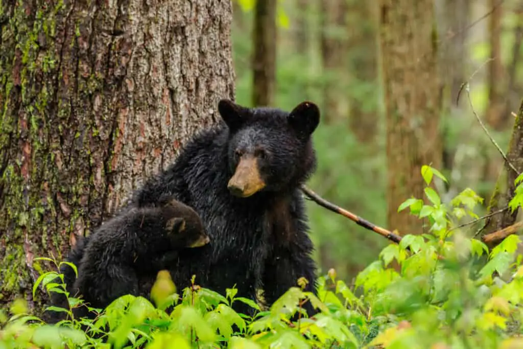 BLACK BEARS LOOKING FOR FOOD AND FEEDING