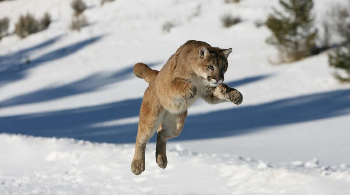 What Are The Predators Of Cougars? - Worldwide Nature