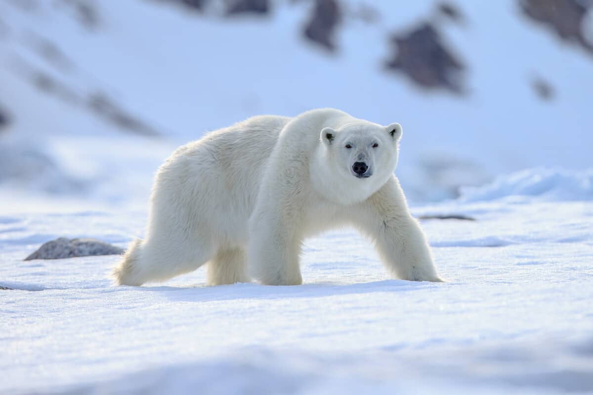 What Are The Predators Of Harp Seals? - Worldwide Nature