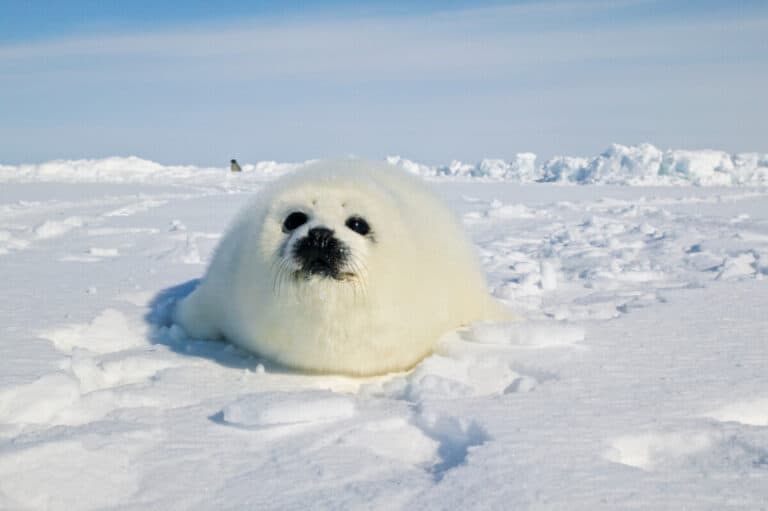 What Are The Predators Of Harp Seals? - Worldwide Nature