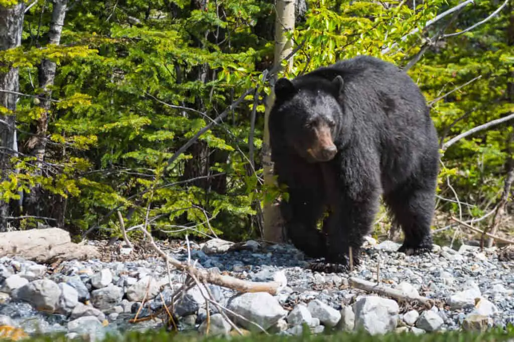 Wild black bear Jasper National Park Alberta Canada