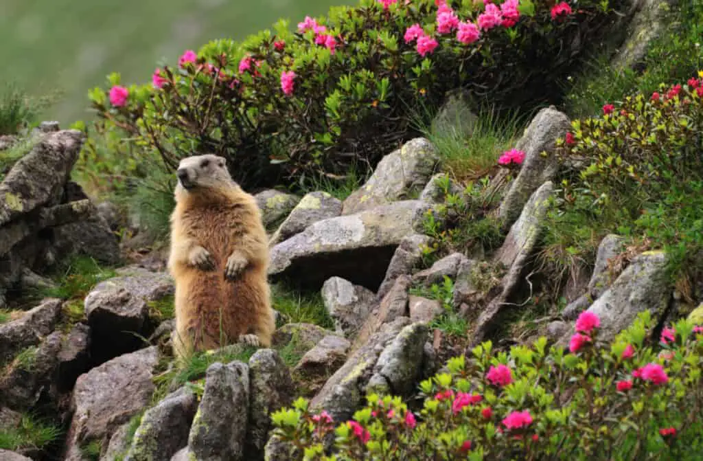 Marmot (marmota marmota) standing in a natural alpine garden of rhododendron (Rhododendron hirsutum) flowers, grass and rocks, close to its den