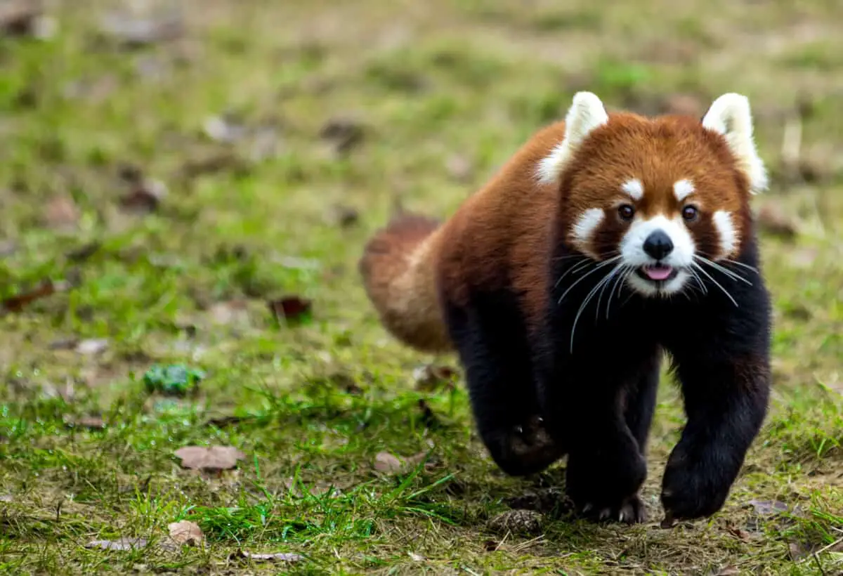 How Big Are Red Pandas? - Worldwide Nature