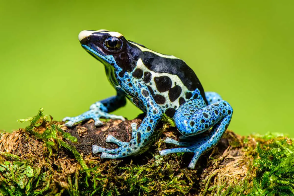 How Many Heart Chambers Do Amphibians Have? - Worldwide Nature