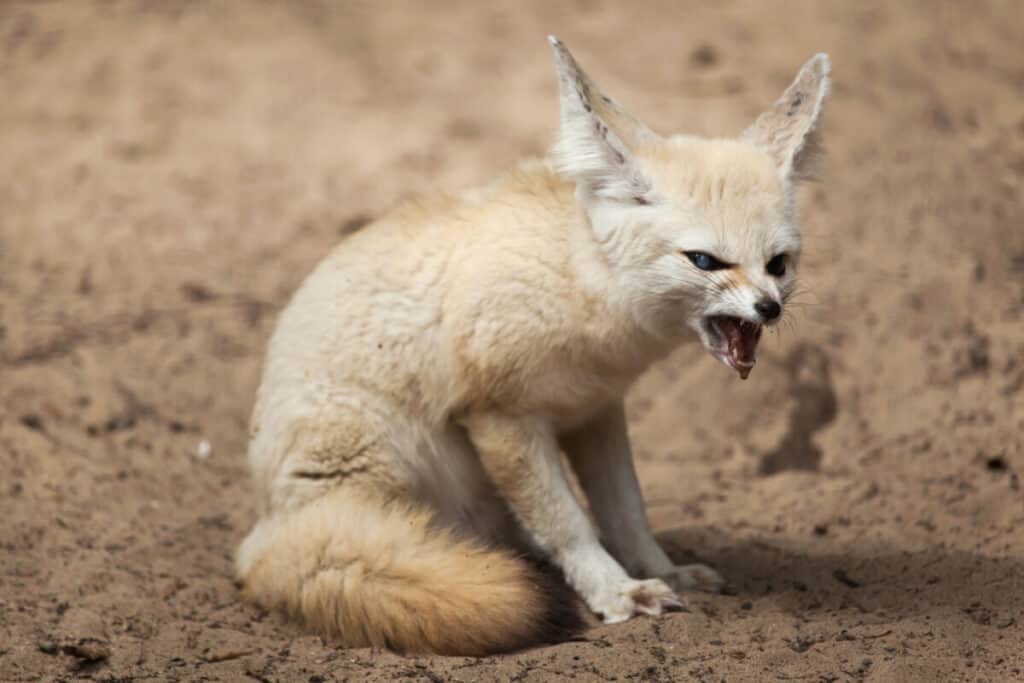 Fennec fox (Vulpes zerda). Wildlife animal.
