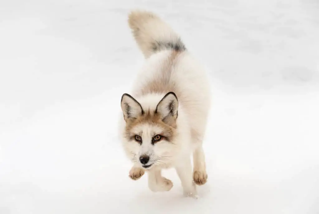 Marbled fox