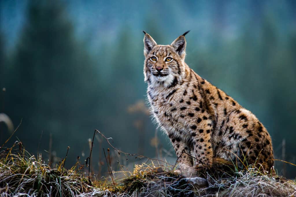 Balkan lynx