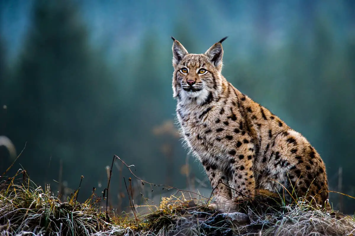 Balkan Lynx - Worldwide Nature