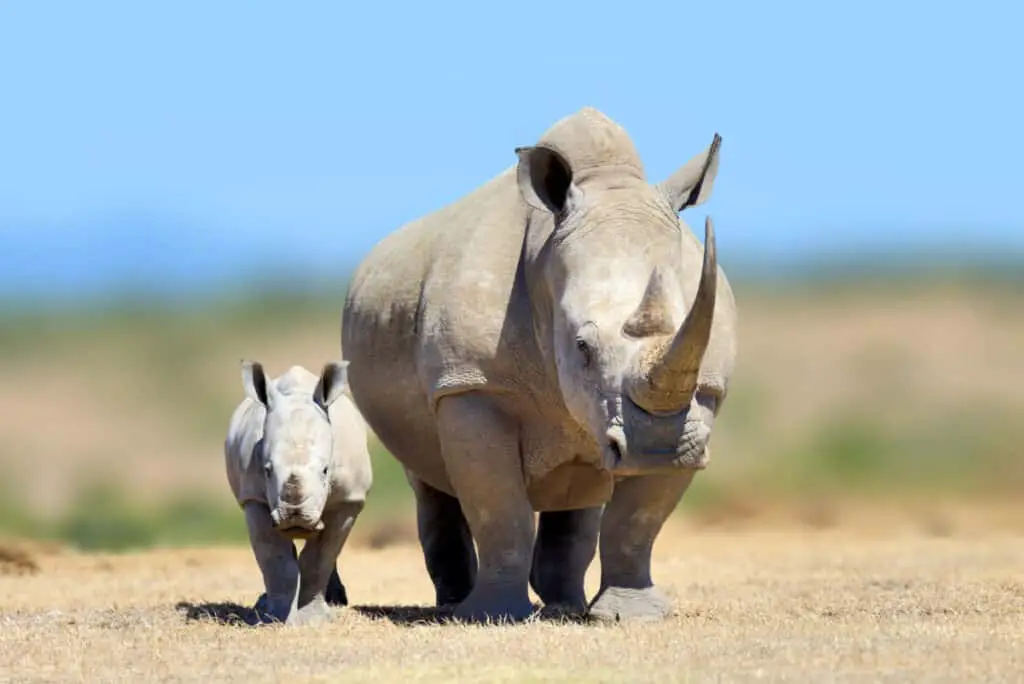 White rhinoceros in the nature habitat, Kenya, Africa. Wildlife scene from nature. Big animal from Afrika