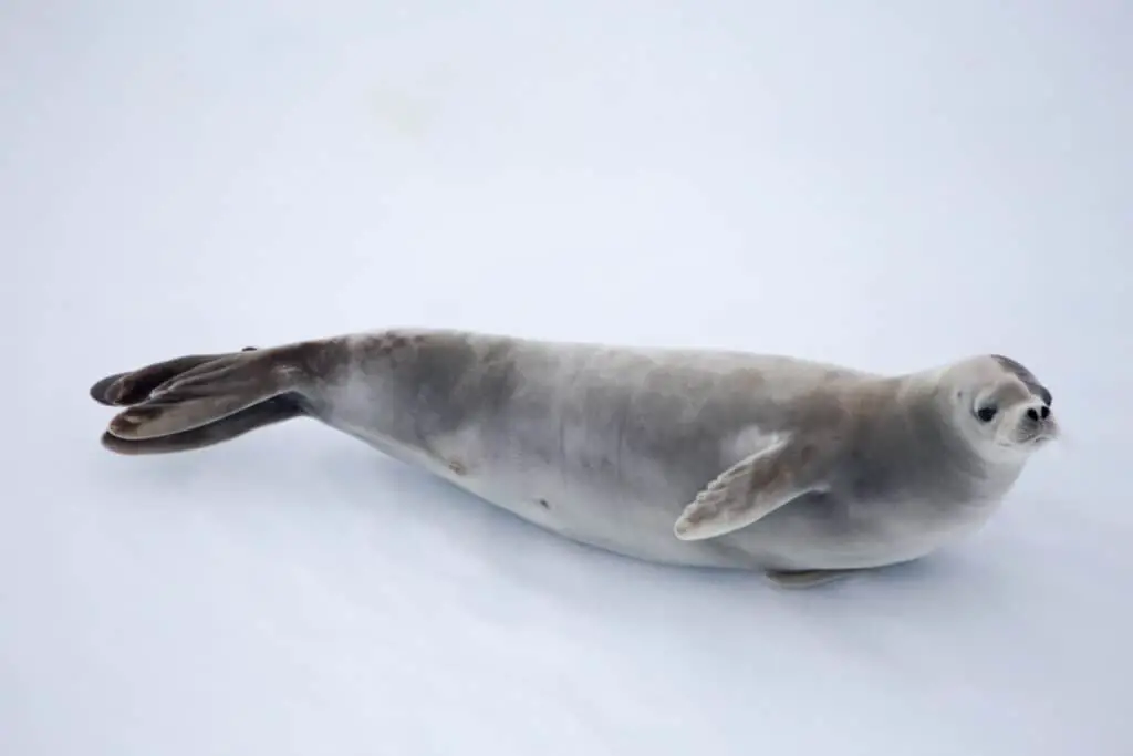 A crabeater seal rests on an ice flow