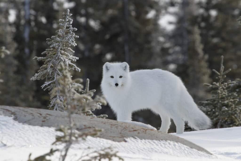 Arctic fox (Vulpes Lagopus) in white winter coat with small tree in the foreground, Churchill Manitoba