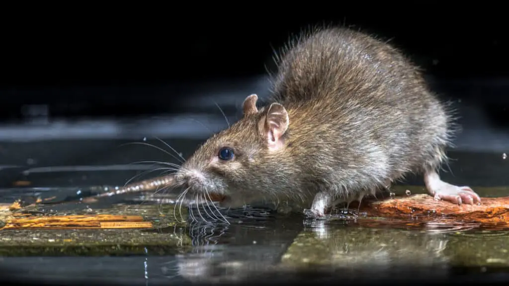 Close up of Wild   Rat (Rattus norvegicus) feeding on stones in water of river