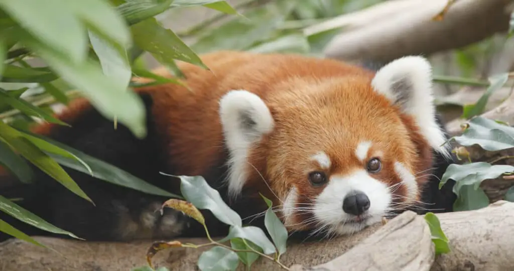 Genus Ailurus – Red Pandas - Worldwide Nature