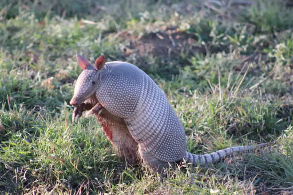 Armadillo standing on his hind legs looking forward