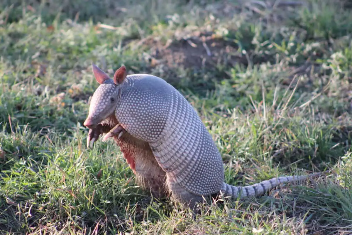 What Sounds Do Armadillos Make? - Worldwide Nature