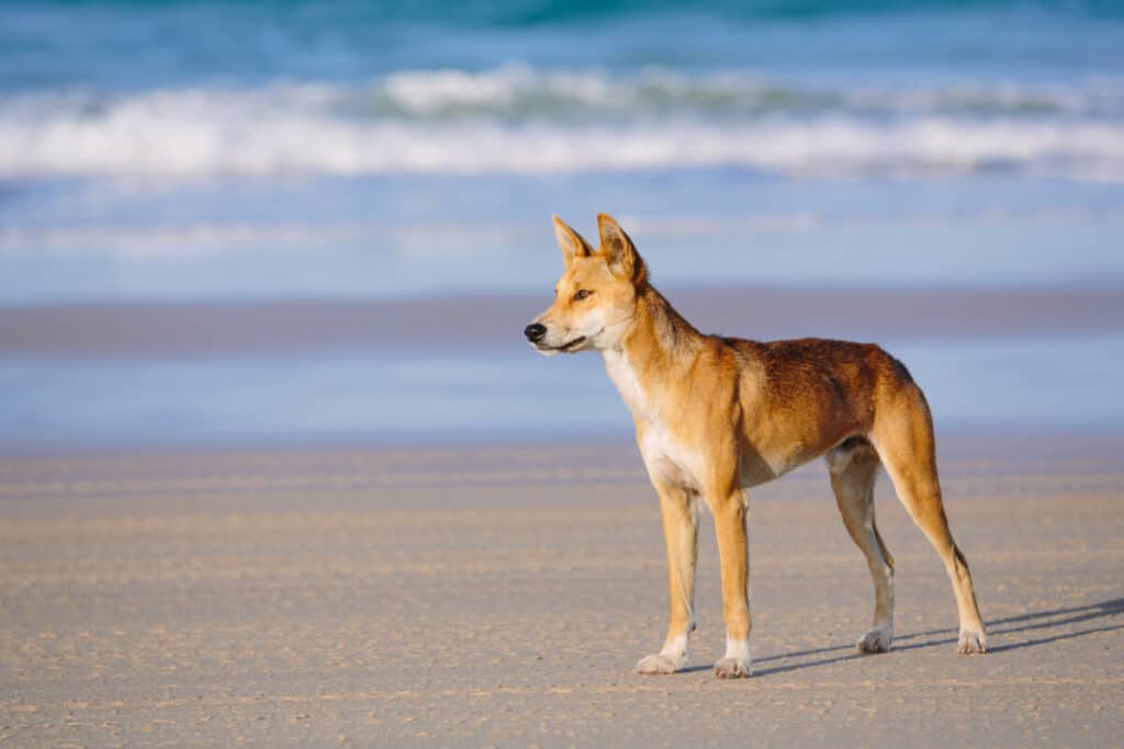 Dingo on the beach in Great Sandy National Park, Fraser Island Waddy Point, QLD, Australia on December 30 2015