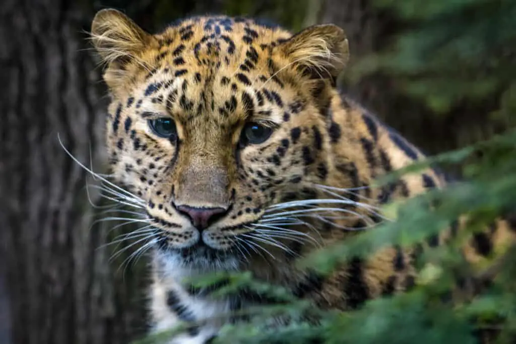 Close up of an Armur leopard