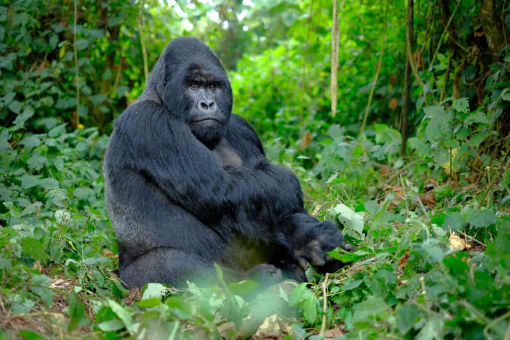 Silverback mountain gorilla looking intently into camera and posing in green jungle of Eastern Africa.