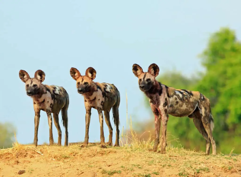 Scenic view of wild dogs (Lycaon Pictus) - Painted Dogs standing on topof a sandbank surveying the area after a recent Kill, with a bright blue clear sky background. South Luangwa National Park, Zambia
