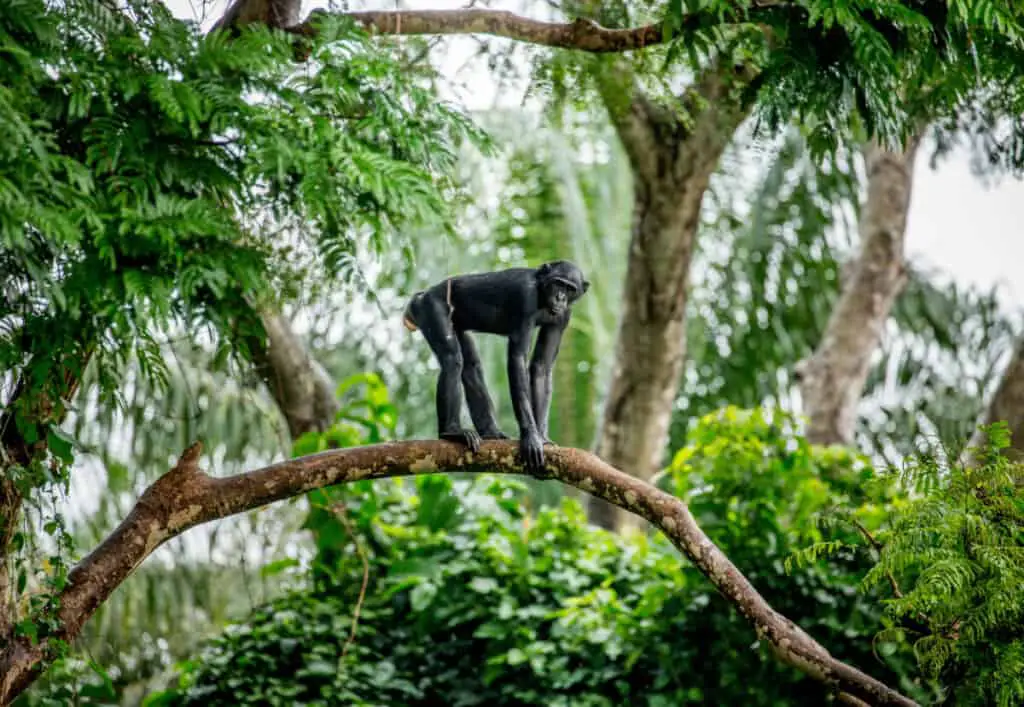 Bonobo on a tree in the background of a tropical forest. Democra
