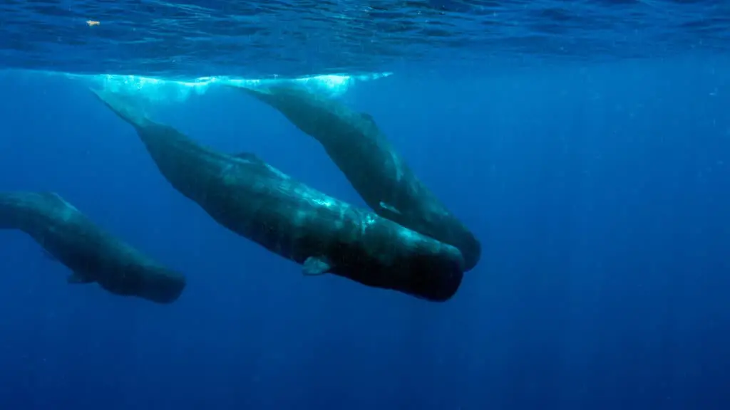 Swimming with Sperm Whales in Dominica, an island nation in Cari