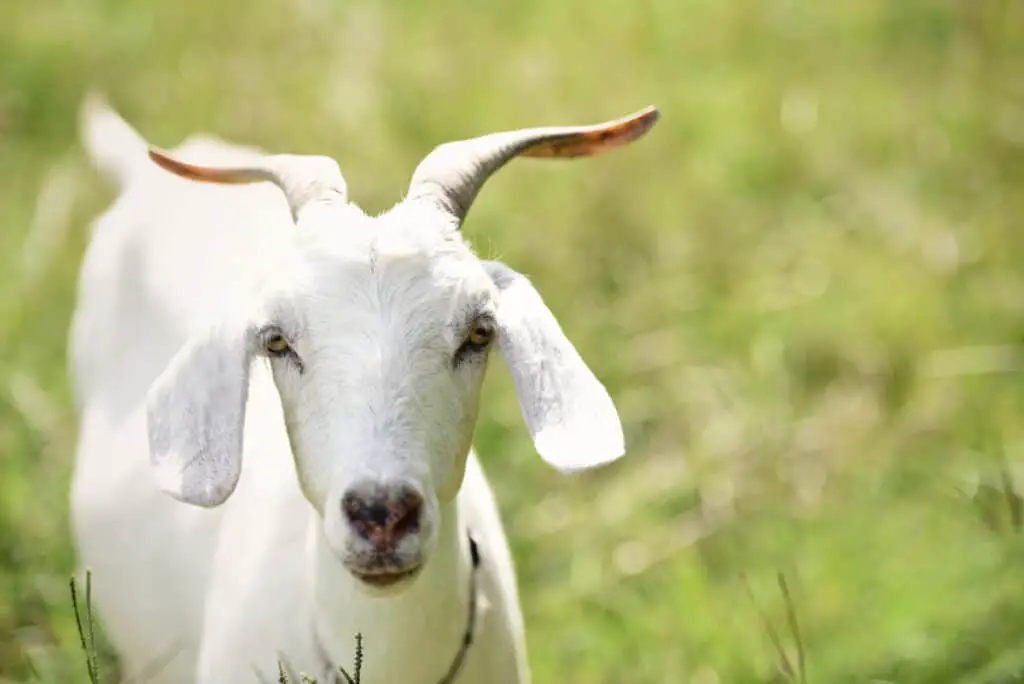 Southern kiko goat, Portrait of white goat with horns in pasture