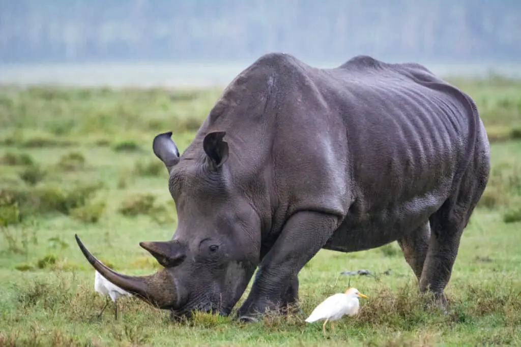 Rhino of Lake Nakuru, Kenya!