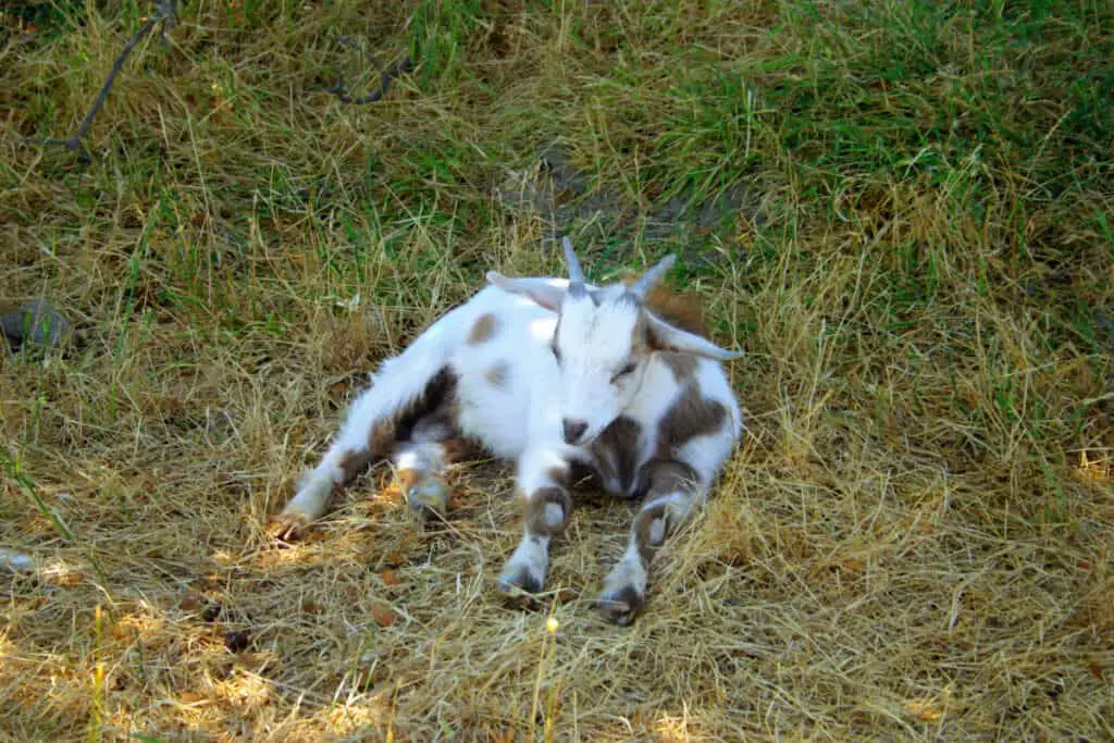 A fainting goat is a breed of domestic goat whose external muscles freeze for roughly ten seconds when the goat is startled. Though painless, this generally results in the animal collapsing on its side. The characteristic is caused by a hereditary genetic disorder called myotonia congenita.