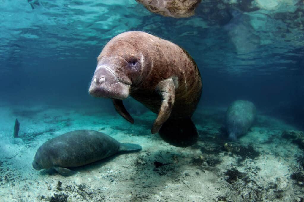 West India Manatees of the Crystal River