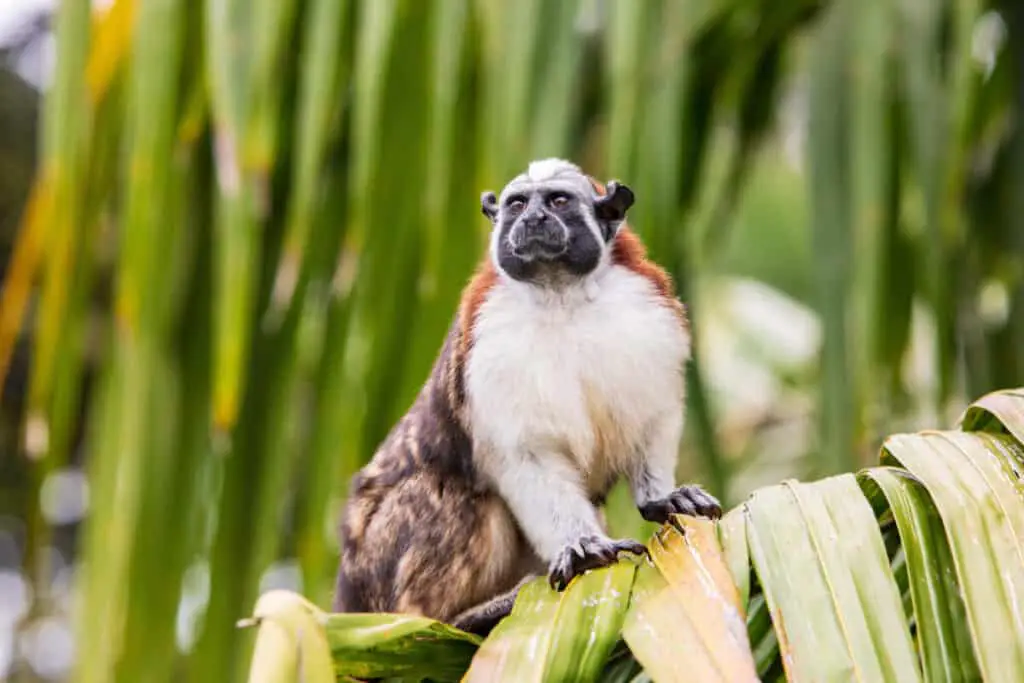Saguinus geoffroyi Titi monkey Panamanian