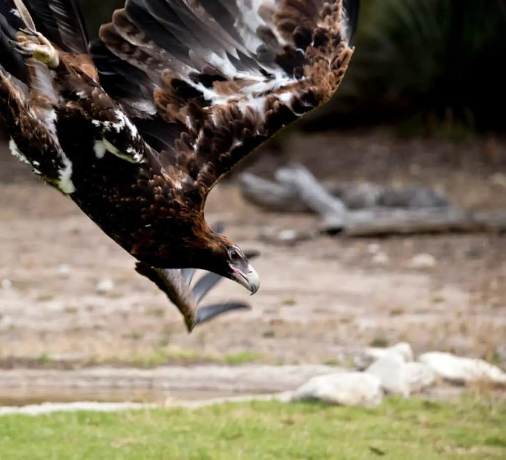 wedge tailed eagle is diving out of the sky