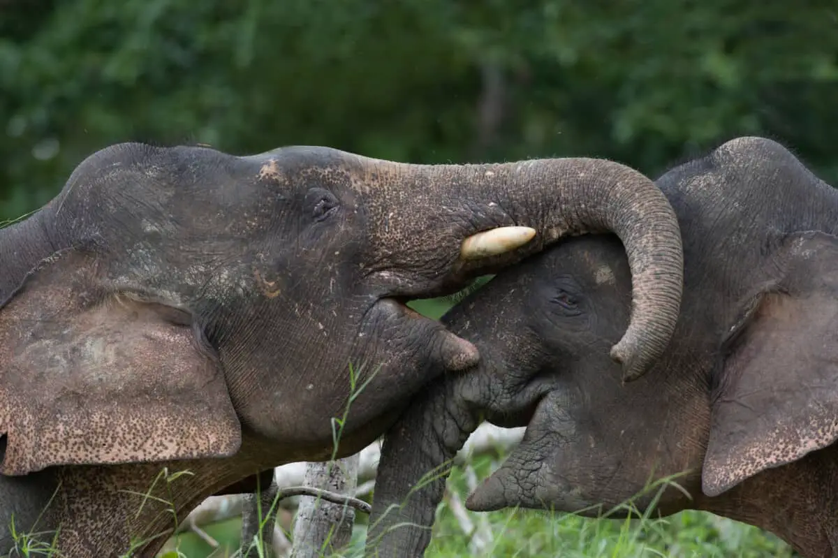 Borneo Elephant Worldwide Nature