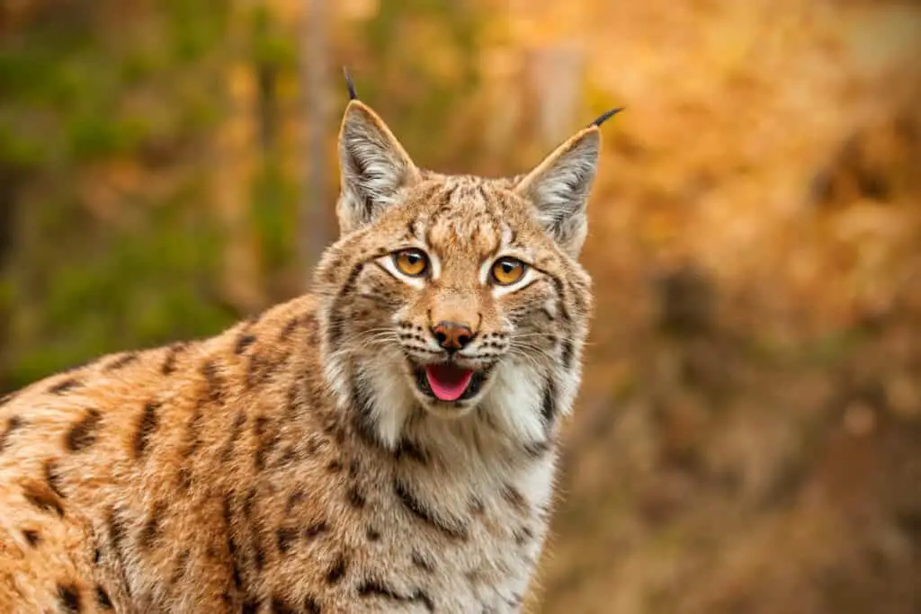 Adult eursian lynx in autmn forest gazing to the camera. Endangered predator in natural environment in evening light with vivid colors.