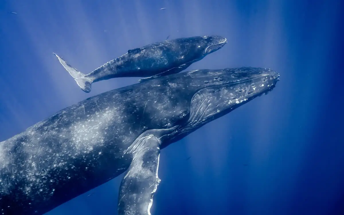 What Are The Predators Of Humpback Whales?